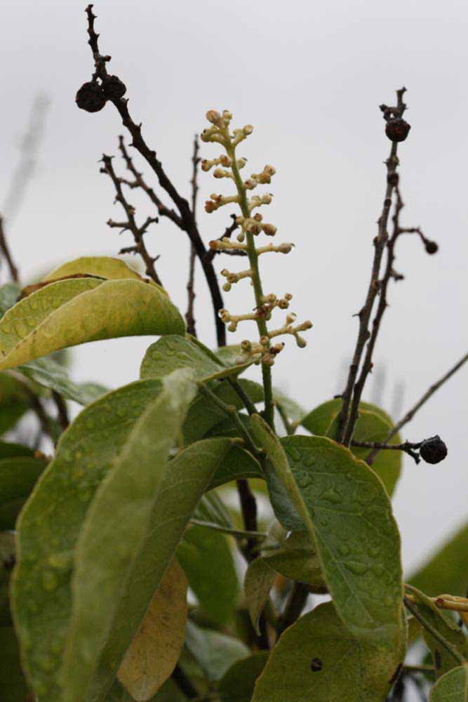              Inflorescence (Riverside, CA)       